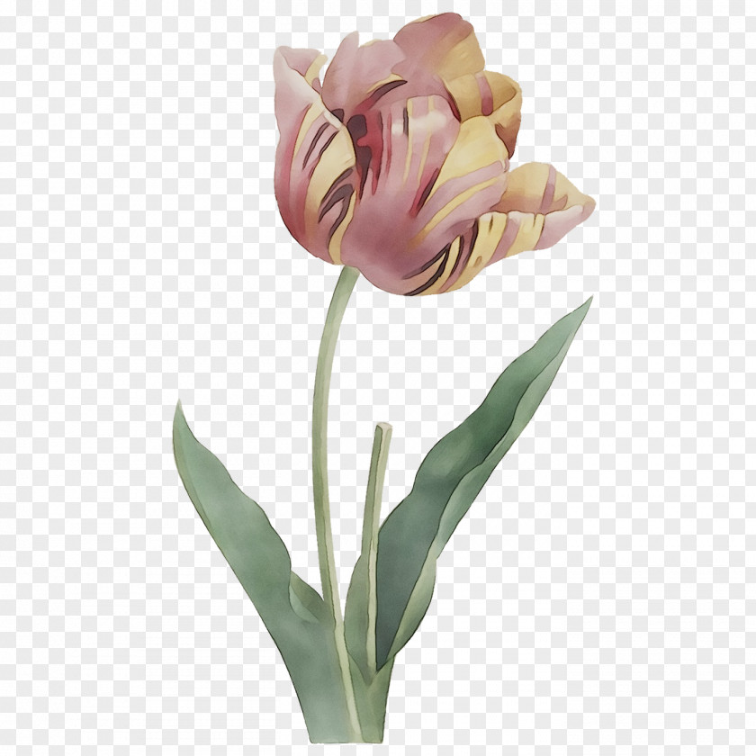Garden Tulip Stock Photography Image Illustration PNG