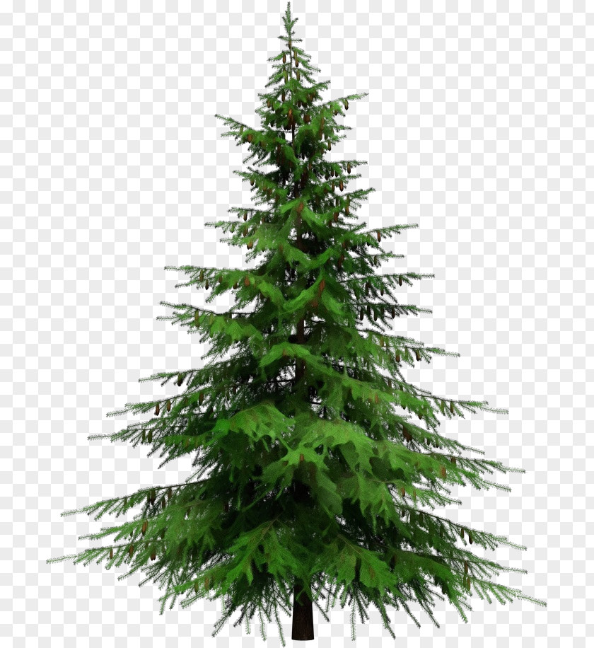 Plant Canadian Fir Tree Shortleaf Black Spruce Balsam Columbian White Pine PNG