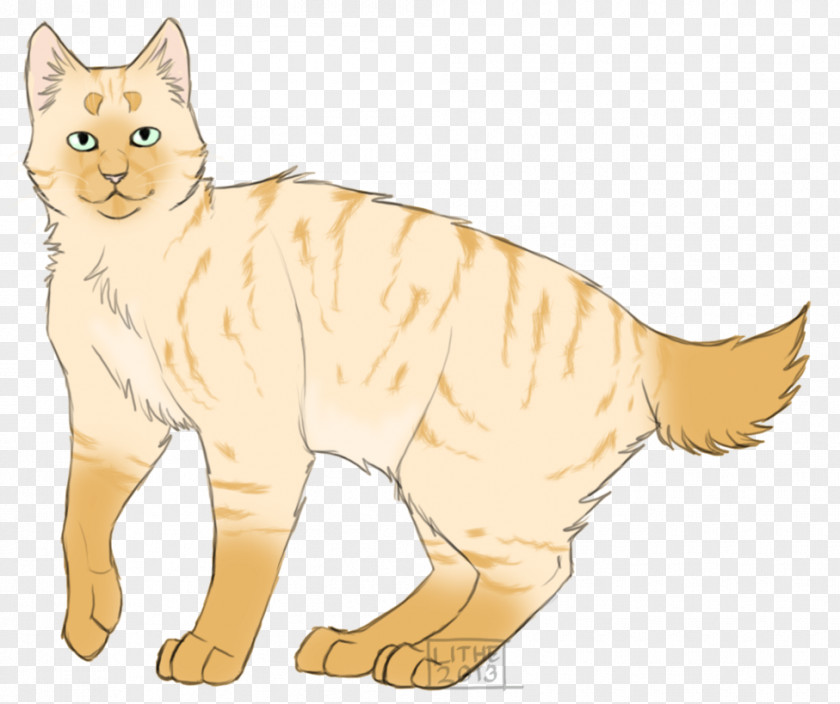 Kitten Manx Cat Whiskers Tabby Wildcat PNG