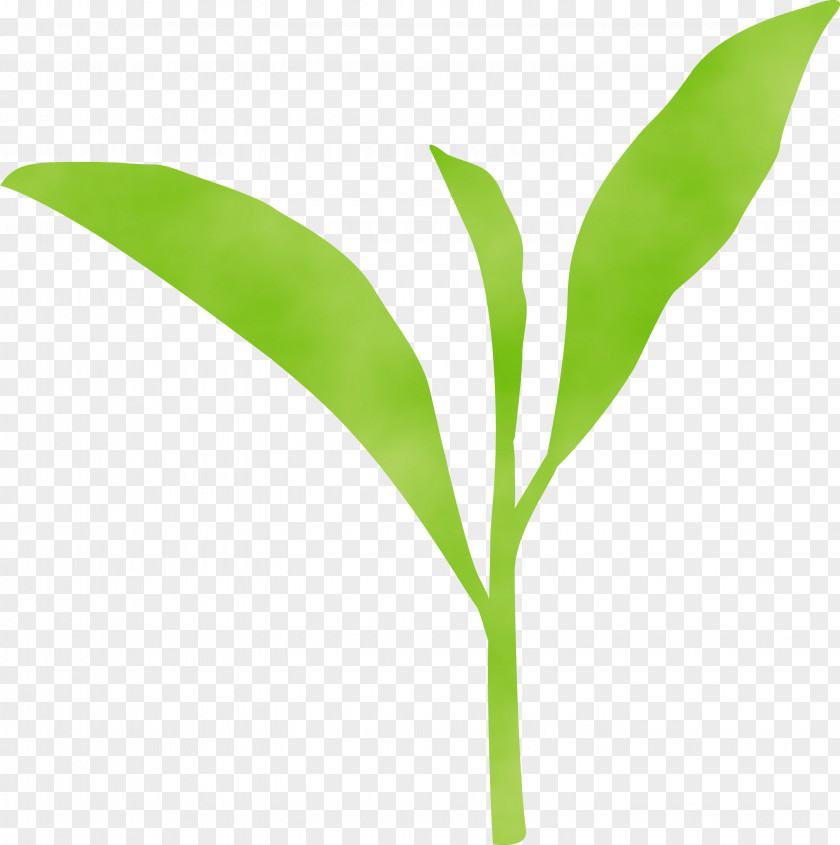 Leaf Flower Lily Of The Valley Plant Green PNG