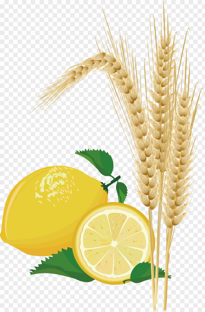 Lemon And Maize Picture Wheat PNG