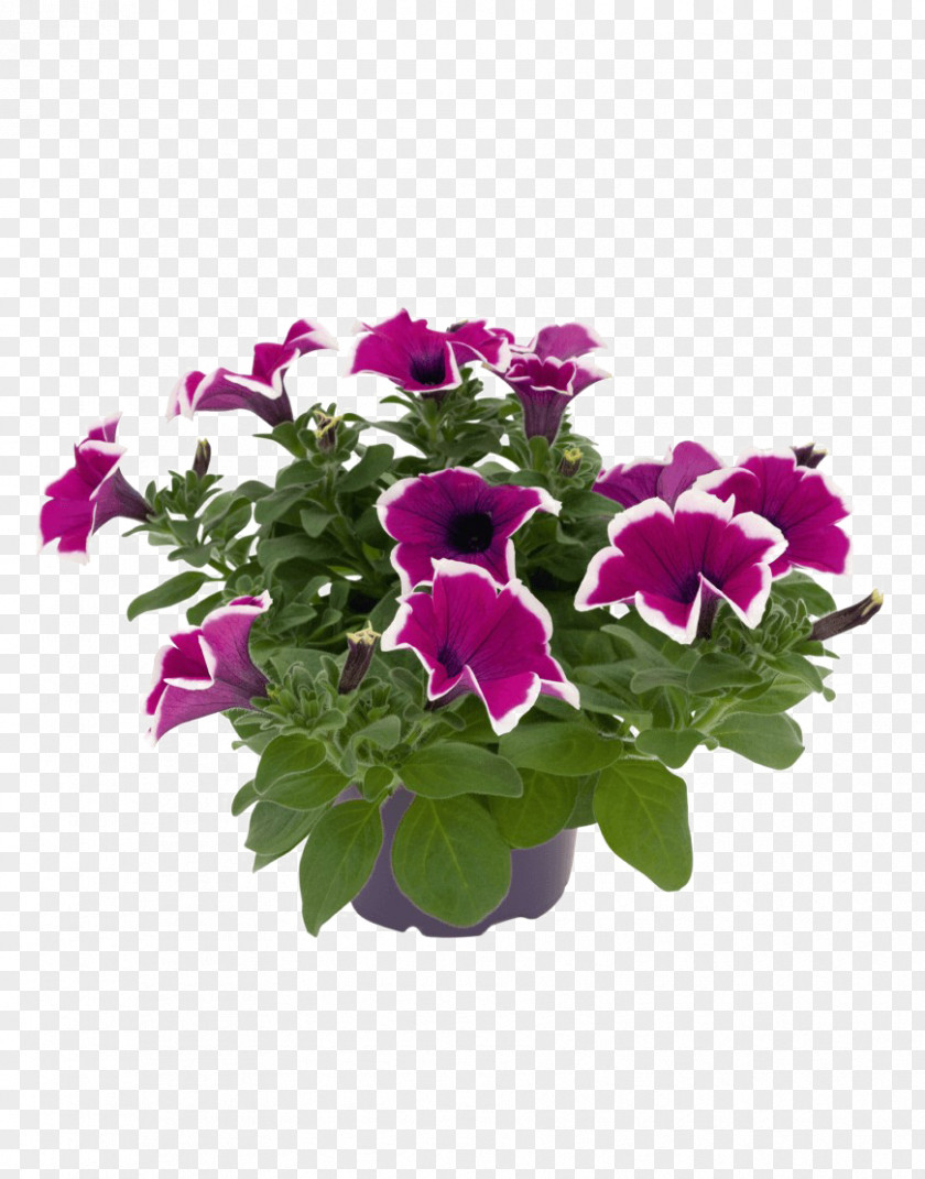 Violet Petunia Surfinia PNG