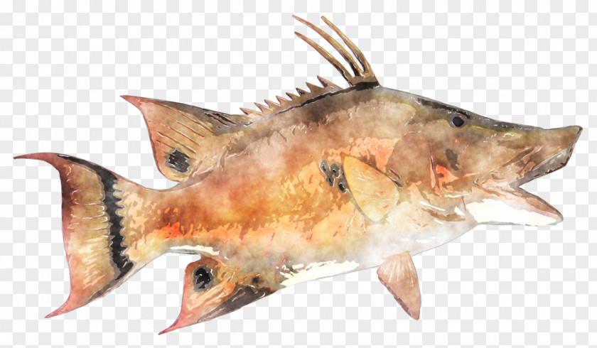 Watercolor Fishing Fish Products Oily Perch Marine Biology PNG