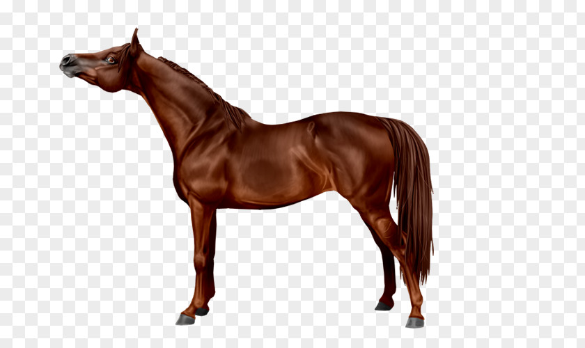 Arabian Horse Breyer Animal Creations Colt Foal Model PNG