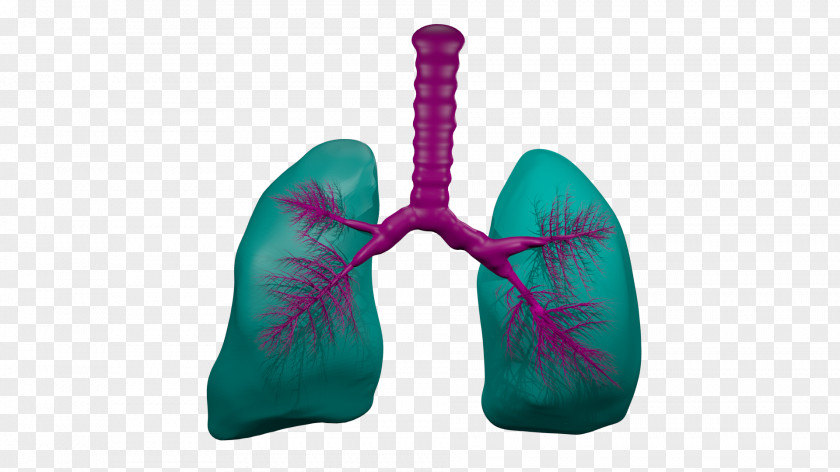 Creative Lungs Animation Lung Trachea Breathing PNG
