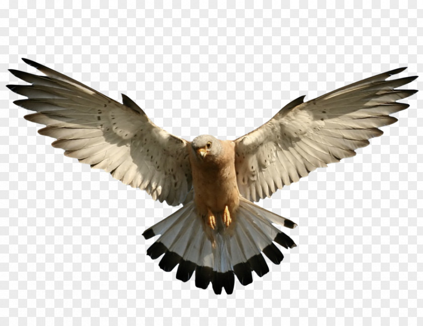 Eagle Bald Bird PNG