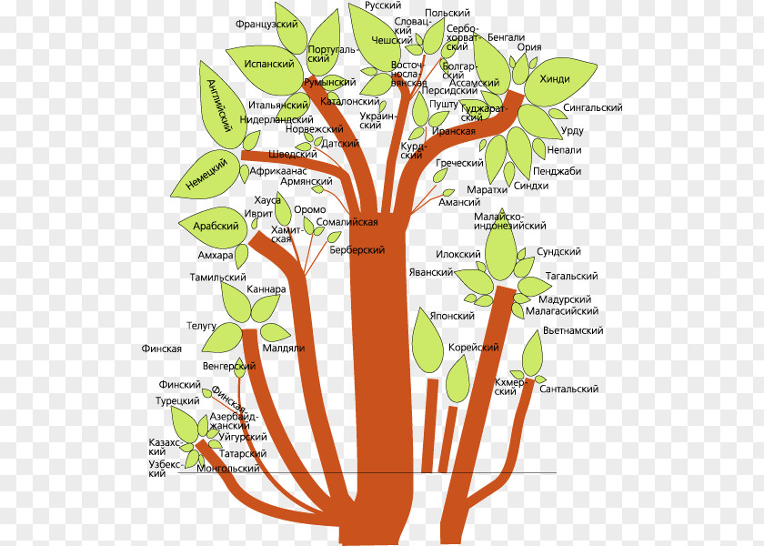 Family Indo-European Languages Мовна систематика Language Linguistics PNG