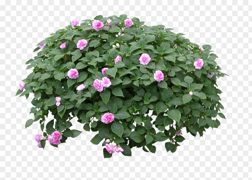 Flower Pattern Flowerpot Garden Plant PNG