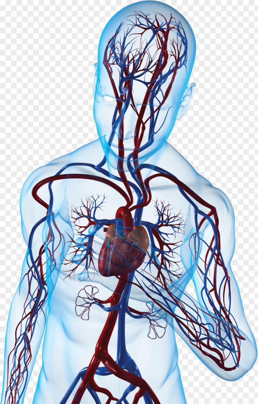 Heart Myocardial Infarction Congenital Defect Cardiovascular Disease Angina Pectoris PNG