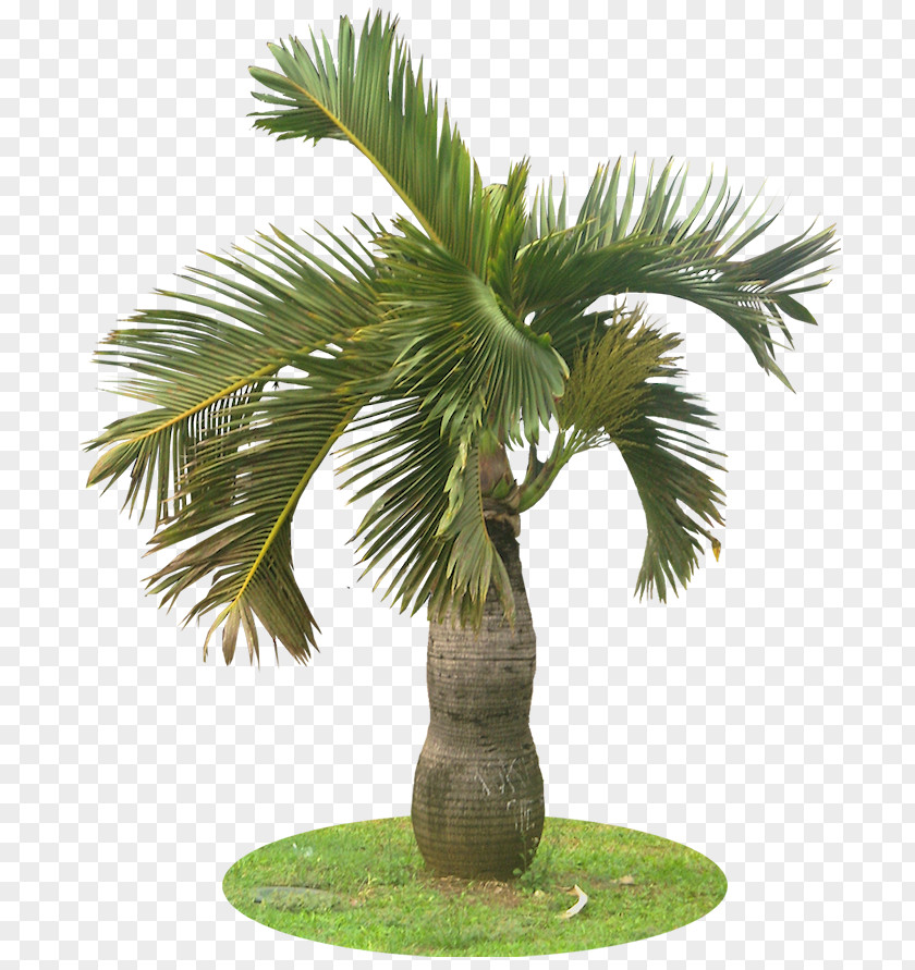 Palm Leaves Ravenea Plant Tropics Wodyetia PNG