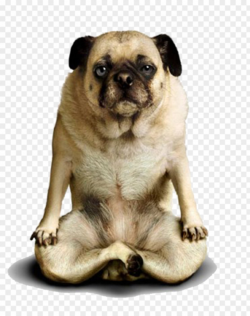 Puppy Doga Chihuahua Yoga Poodle PNG