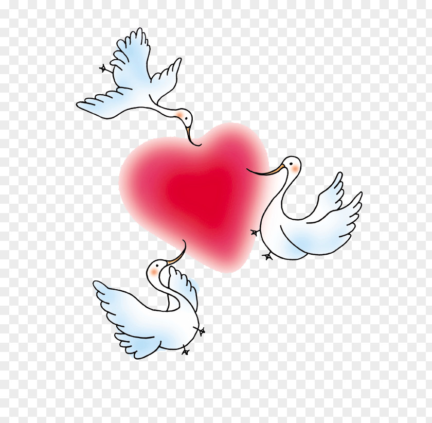 Swan Heart Cygnini Cartoon Cuteness Illustration PNG