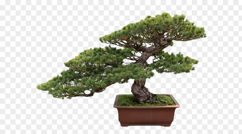 Tea Tree Indoor Bonsai Ficus Retusa Microcarpa PNG