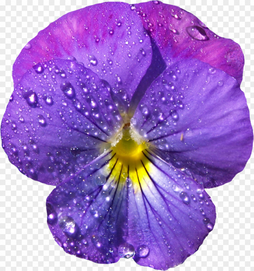 Violet Image Viola Sororia Cucullata Flower Labradorica Clip Art PNG