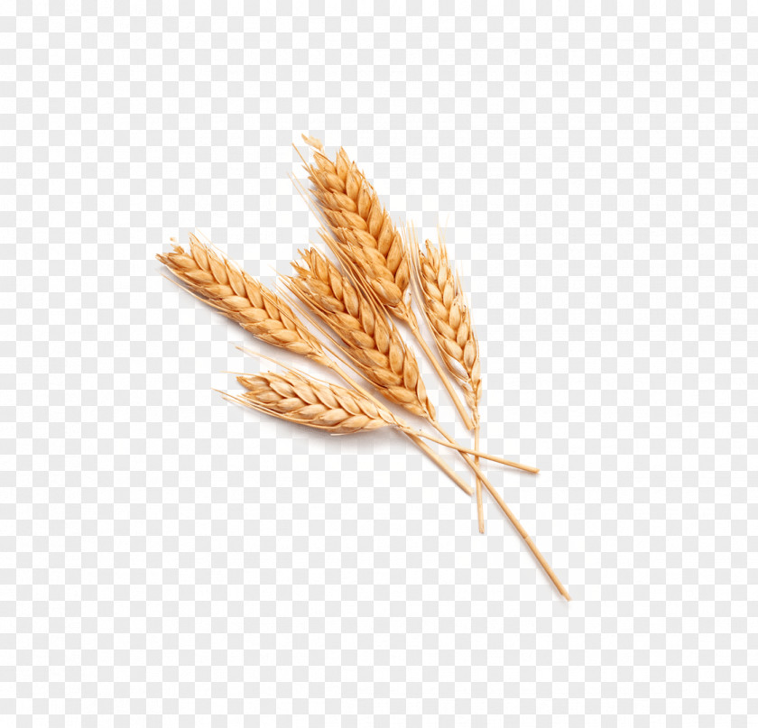 Wheat Spike Cereal Agriculture Stock Photography Common Ear PNG