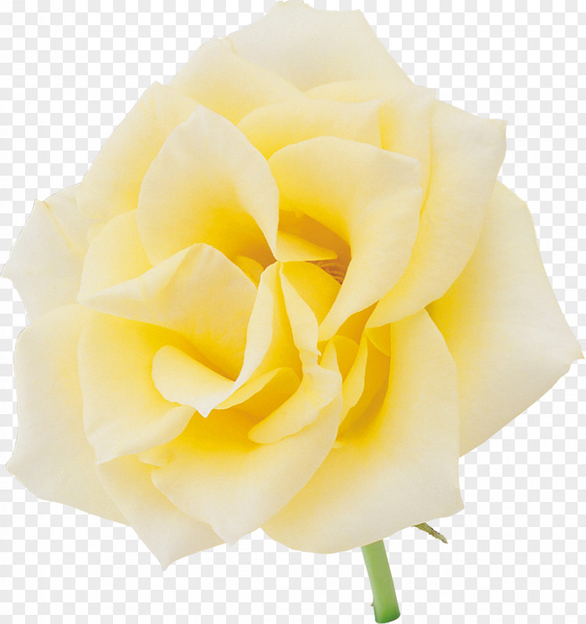 Yellow Rose Beach Garden Roses Centifolia Rosaceae Baidu Tieba PNG