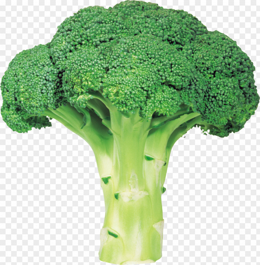 Broccoli Image With Transparent Background Vegetable PNG