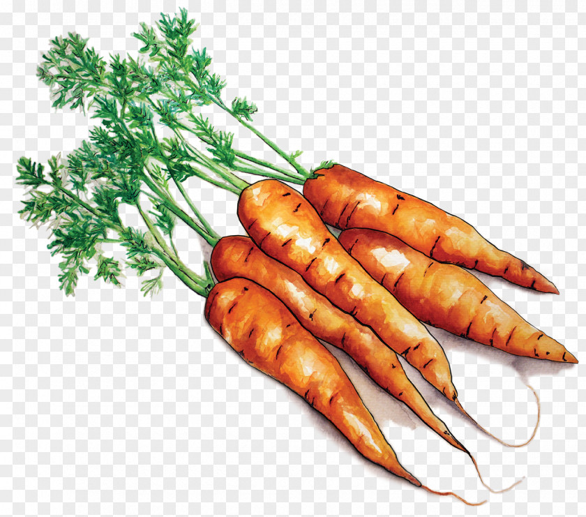 Carrots Farmto School Project Ma Local Food Carrot Farm To PNG