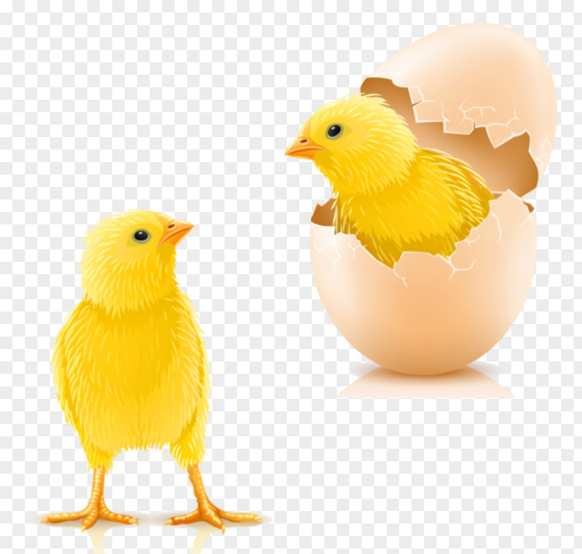 Chicken Infant Kifaranga Hen Egg PNG