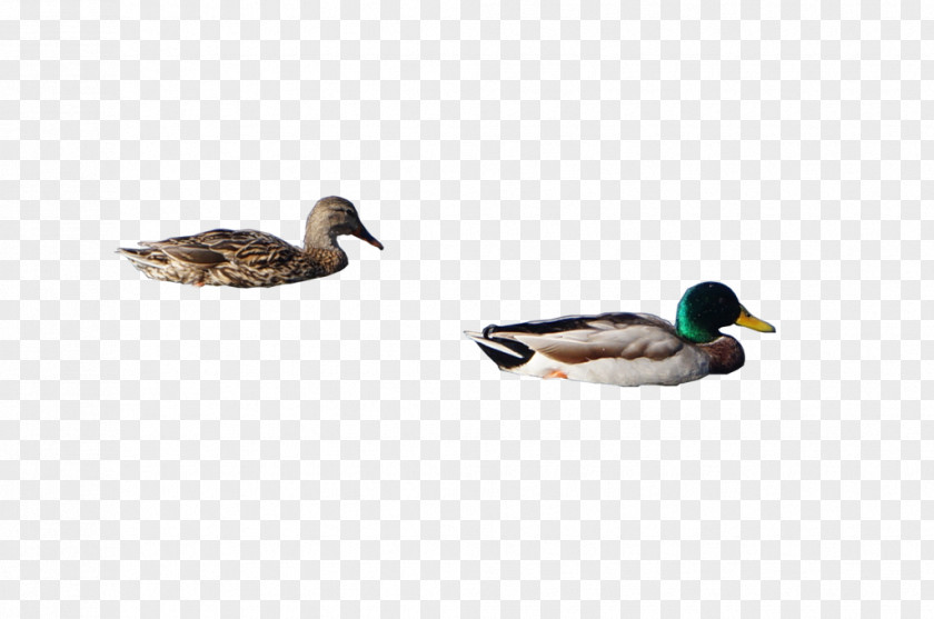 Duck Mallard Cygnini Goose Anatidae PNG