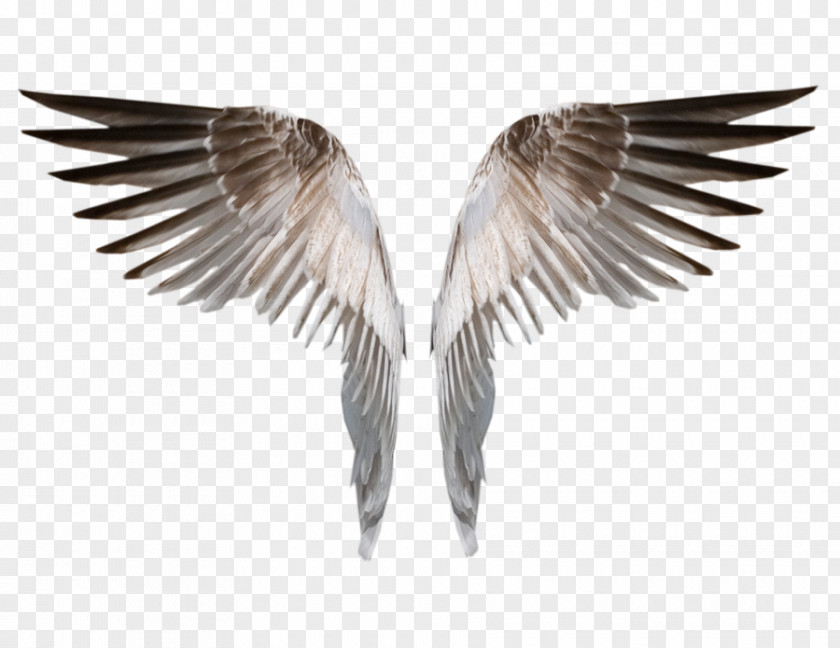 Wings Drawing Clip Art PNG
