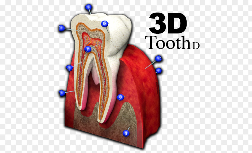 3d Tooth Jaw Joint Shoulder PNG