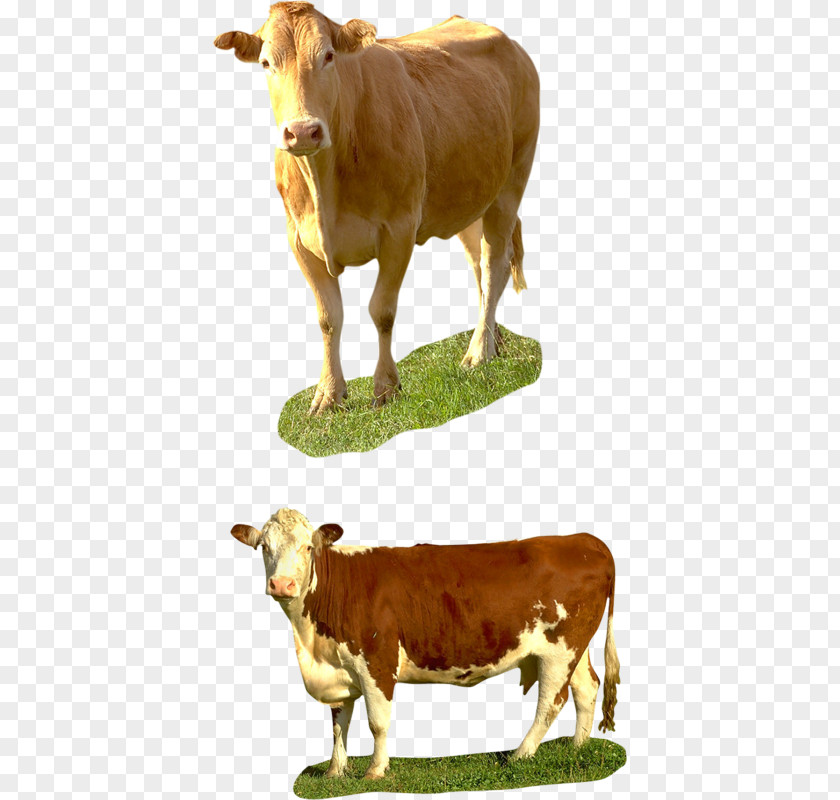 Cow Transparent Background Taurine Cattle Calf Charolais Beef Texas Longhorn PNG