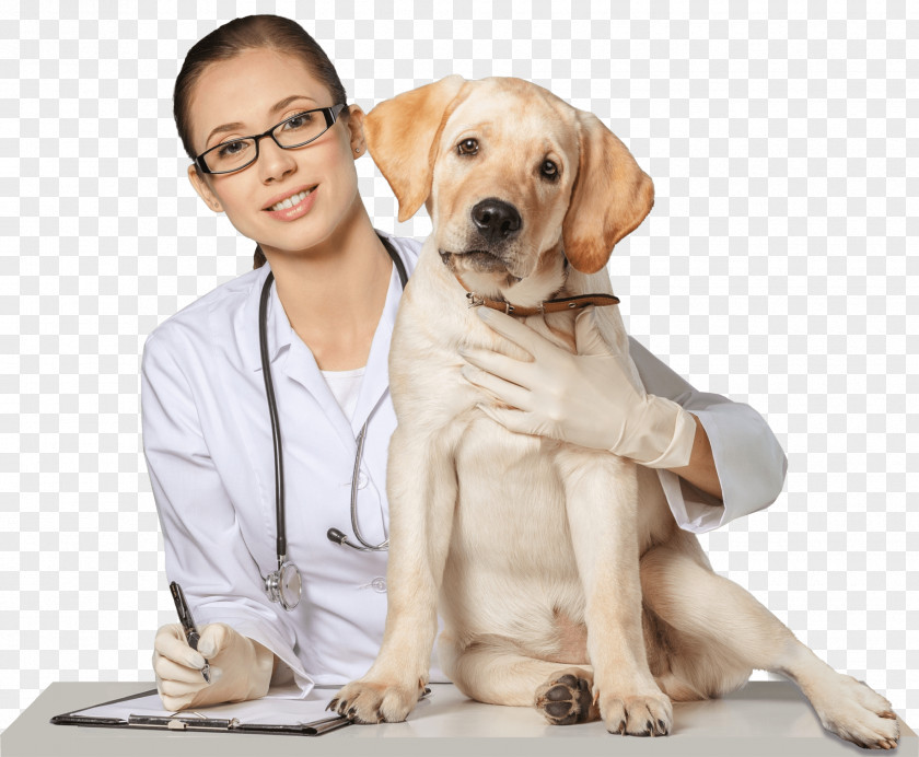 Dog Pet Sitting Cat Veterinarian PNG