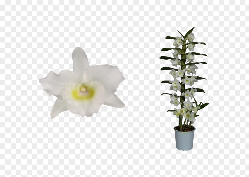Flower Dendrobium Nobile Orchids Plant Stem PNG