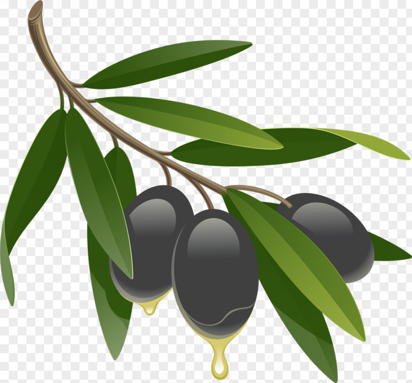 Olives Olive Branch Royalty-free Drawing PNG