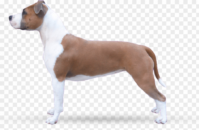 Puppy American Staffordshire Terrier Dog Breed Bull And Old English PNG