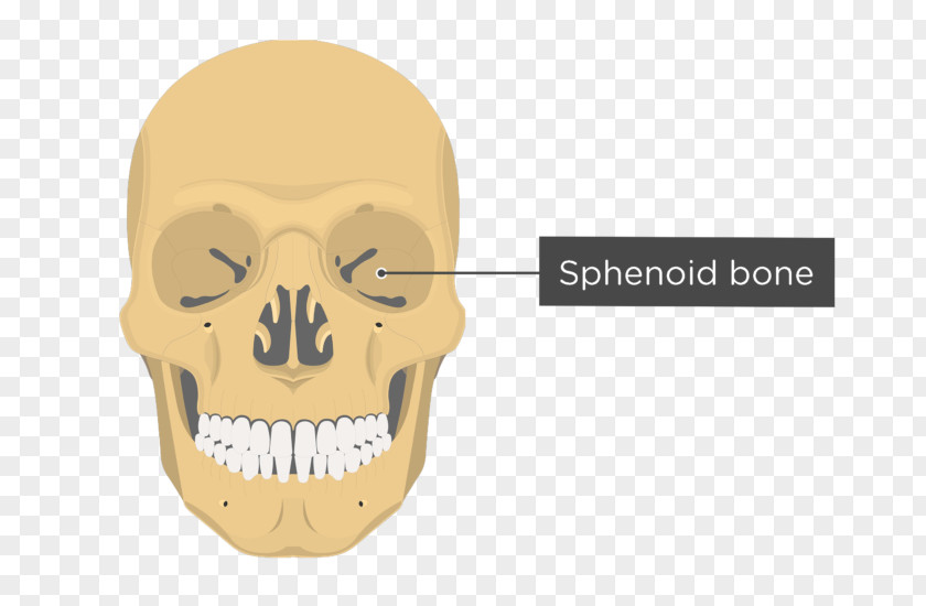 Skull Vomer Ethmoid Bone Lacrimal Anatomy PNG