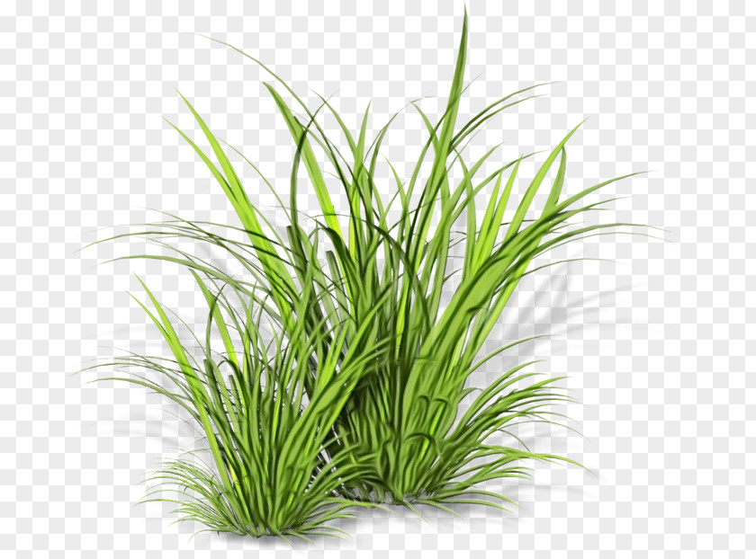 Chrysopogon Zizanioides Sweet Grass Plant Family Chives Herb PNG