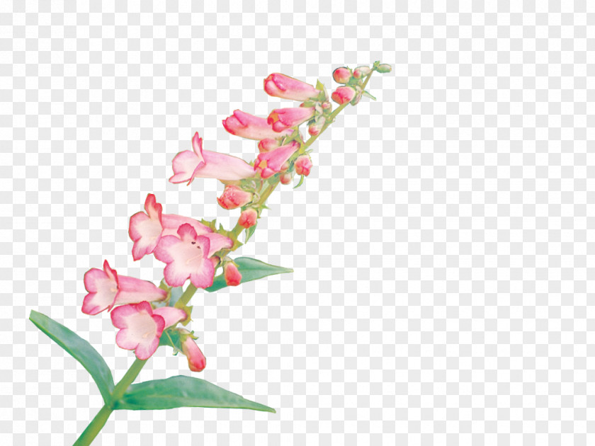 Colorful Flowers Cut Floral Design Petal PNG