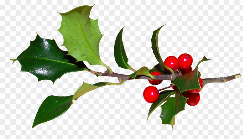Common Holly Ilex Crenata Plant Magnolia Christmas PNG