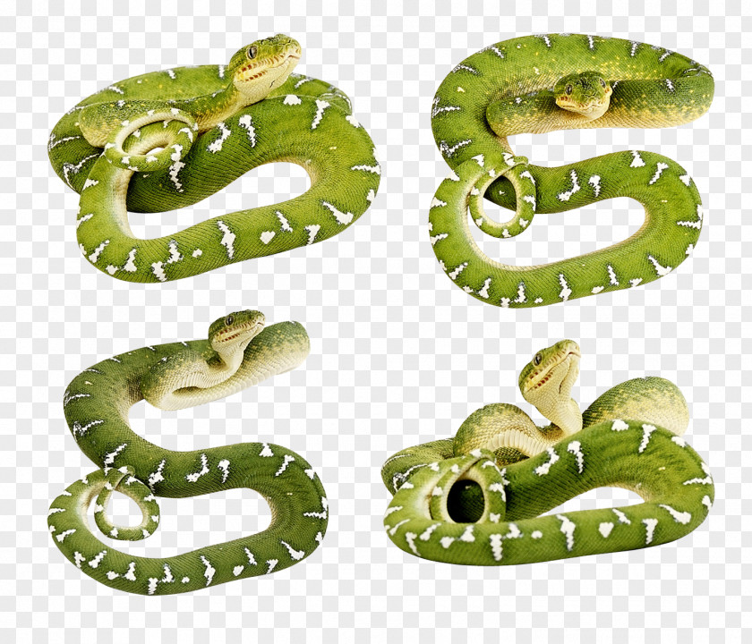 Green Snakes Image Smooth Snake Clip Art PNG