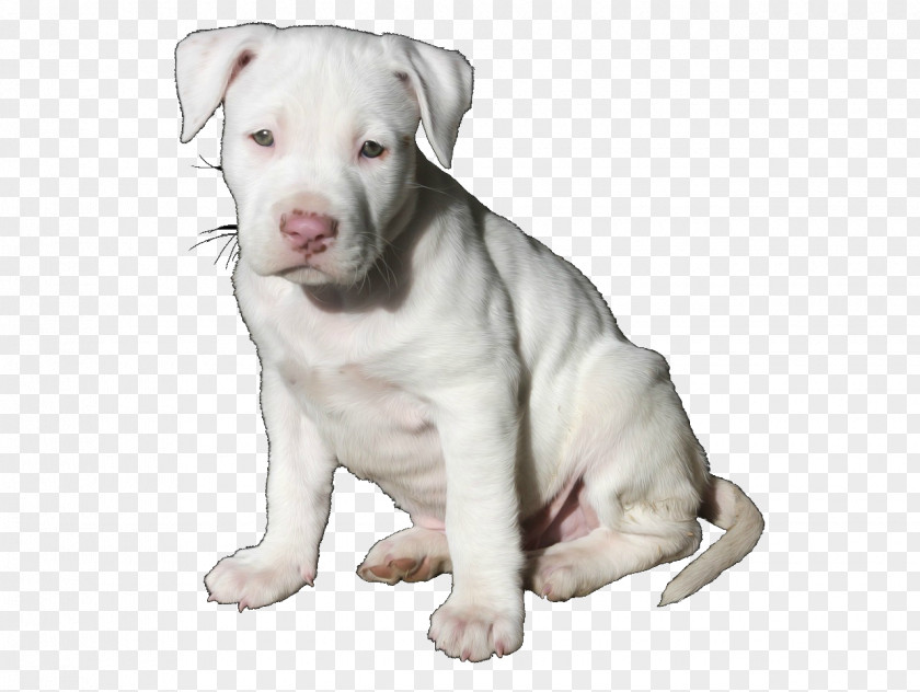 Pitbull American Pit Bull Terrier Bully Puppy Dog Breed PNG