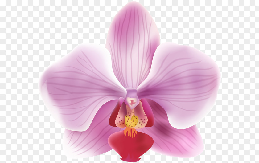 Red Orchid Picture Frames Moth Orchids PNG