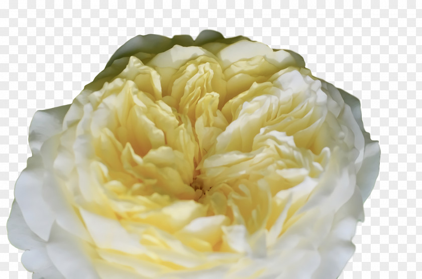 Rose PNG