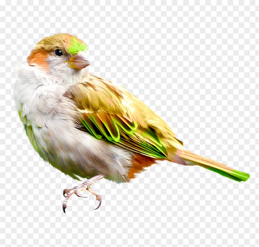 Bird House Sparrow Finch Drawing PNG