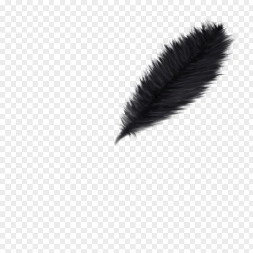 Feather PhotoScape Desktop Wallpaper PNG