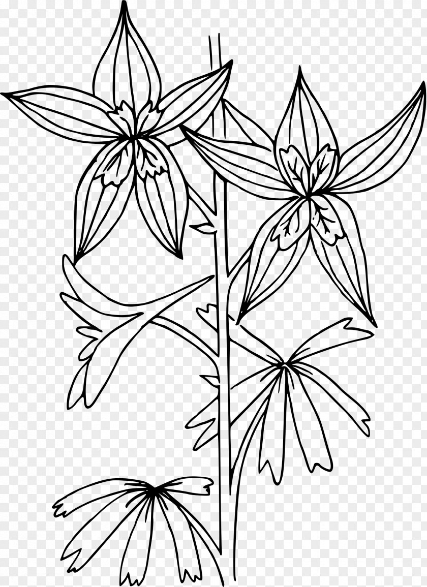 Flower Coloring Book Drawing Delphinium Nuttallianum PNG