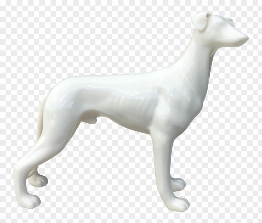 Greyhound Whippet Italian Spanish Polish PNG