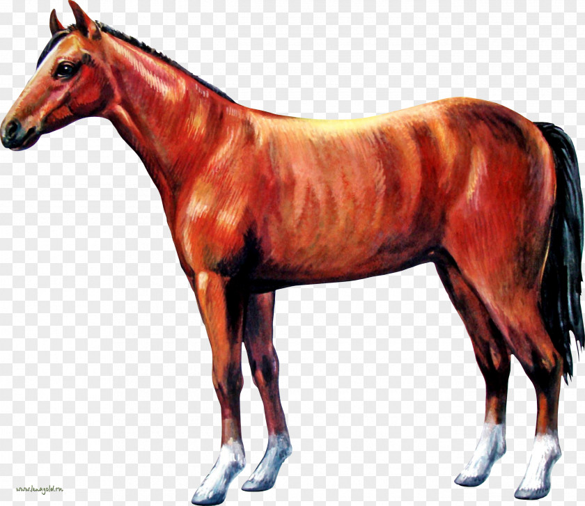 Horse Horses Colt Stallion Foal PNG