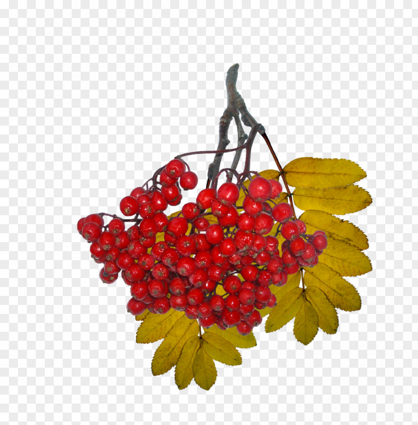 Mountain Ash Clip Art Royalty-free Photography Royalty Payment PNG