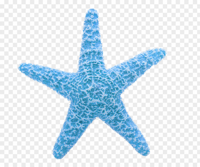 Ocean Starfish Material Free To Pull Clip Art PNG