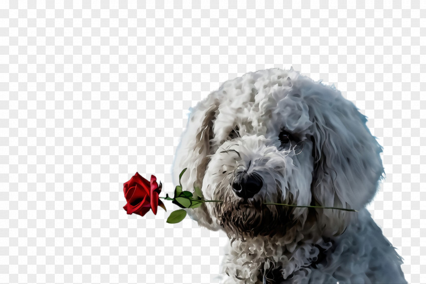 Sporting Group Rare Breed Dog Terrier Old English Sheepdog (dog) PNG