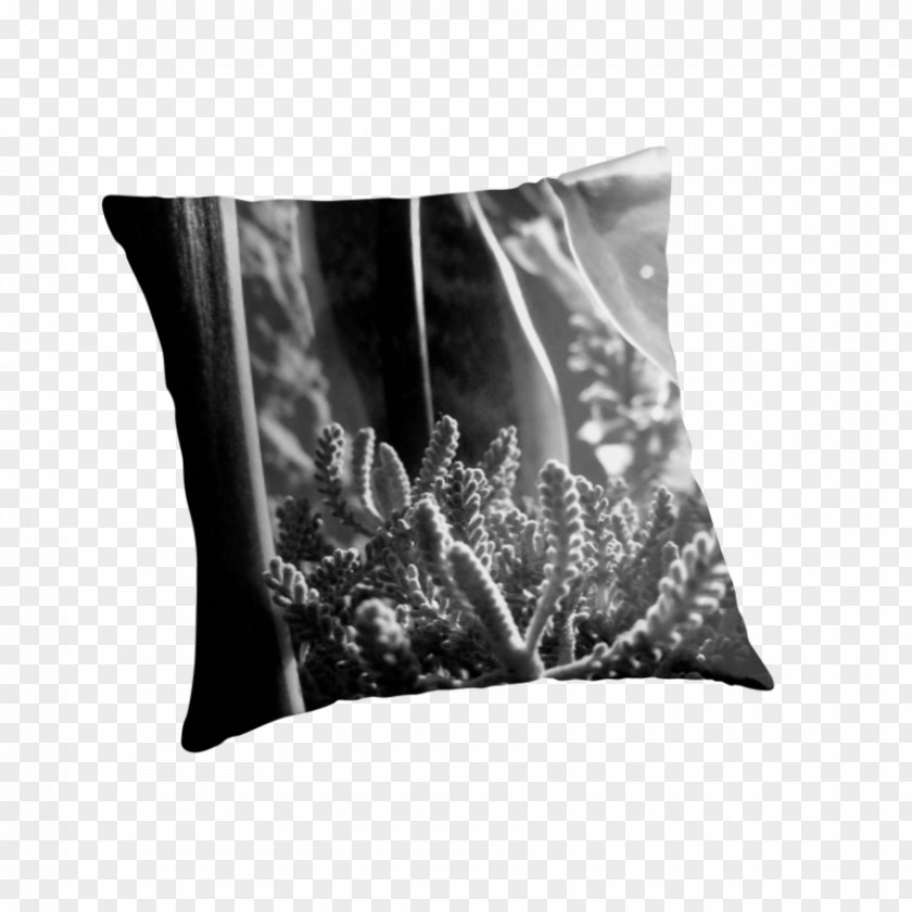 Suculent Monochrome Photography Throw Pillows Black And White Cushion PNG