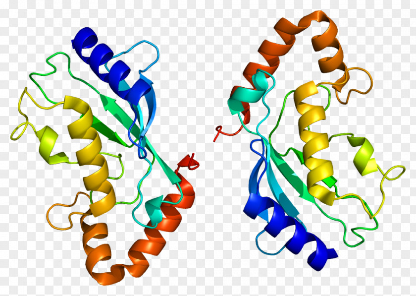 UBE2L6 Ubiquitin-conjugating Enzyme Protein Gene PNG