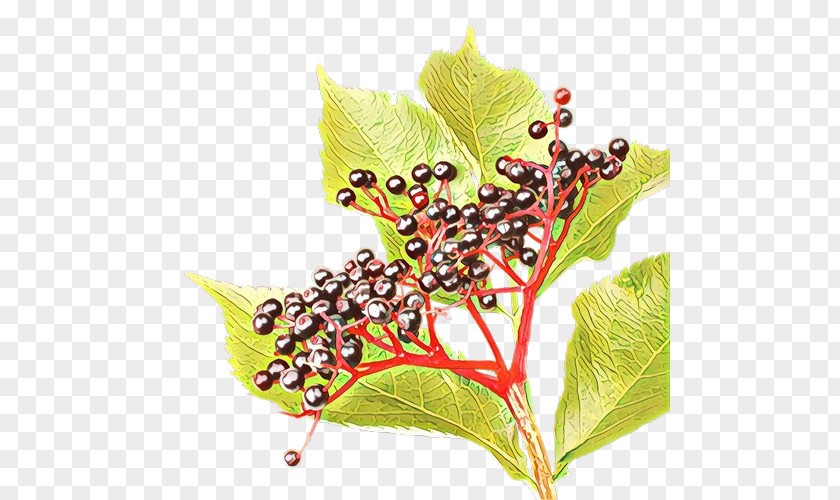 Vitis Holly Leaf PNG